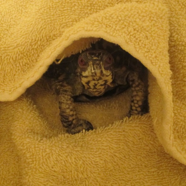 A picture of Turtle pretending to be a turtle taco?? How did this get in here?