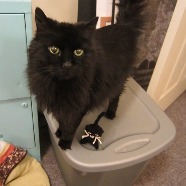 Pocket Kitty next to Mizzy Kitty