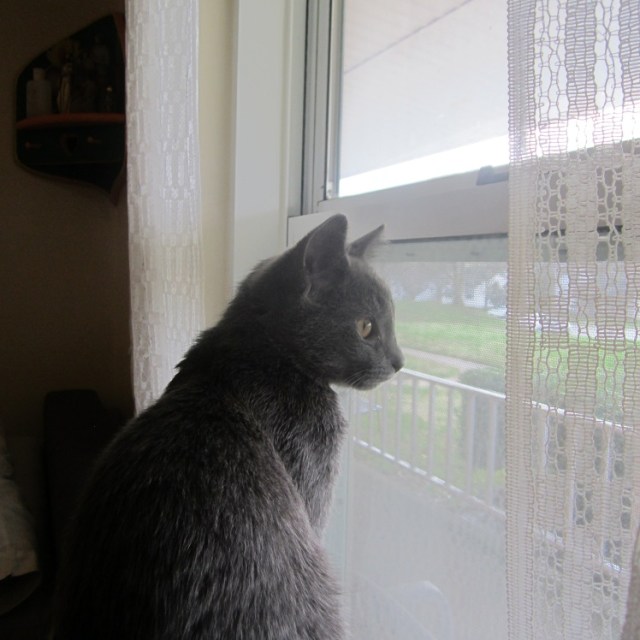 quarantine window watching1